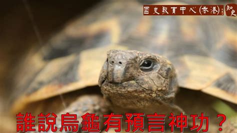 烏龜 鱉 2024預言香港